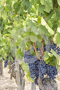 Typical vineyards near Pomerol, Aquitaine, France