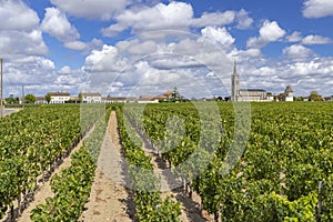 Typical vineyards near Pomerol, Aquitaine, France