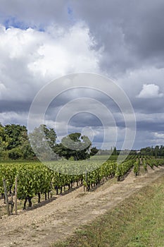 Typical vineyards near Pomerol, Aquitaine, France