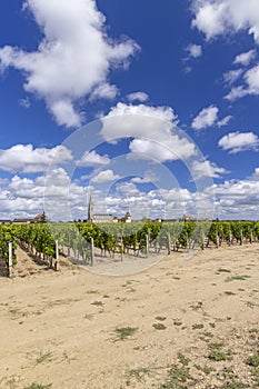 Typical vineyards near Pomerol, Aquitaine, France