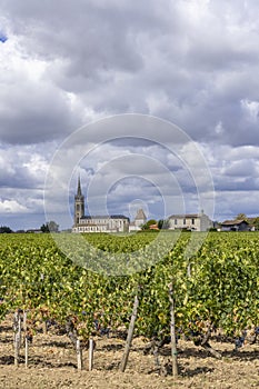 Typical vineyards near Pomerol, Aquitaine, France