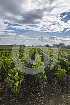 Typical vineyards near Saint-Julien-Beychevelle, Bordeaux, Aquitaine, France