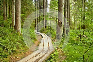 Typical walk in the forest open-air museum in Vydrovo.