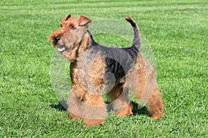 Typical Welsh Terrier in a summer garden