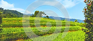 This is typical of West java Indonesian Landscape with rice field