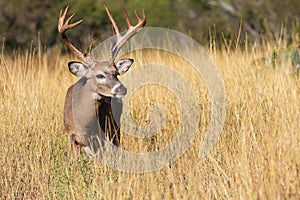 Typical whitetail beamed buck