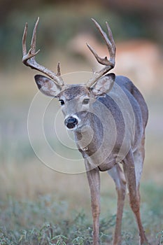 Typical whitetail buck portrait