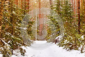 Typical winter in coniferous forest, snowy landscape. After heavy blizzard concept