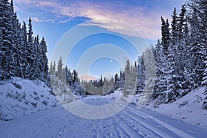 Typical winter landscape on a sunny day in the Yukon.