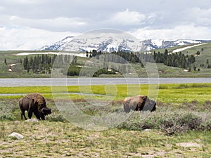 Winter scene with Bisons in Yellowstone National Park, Wyoming, USA photo