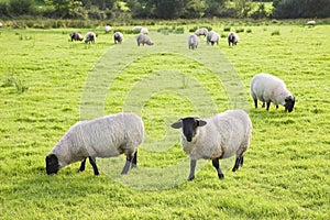 Typical wooly black and white irish sheep grazing on lush green