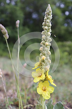typical yellow mountain flowers, easily found during excursions photo