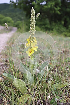 typical yellow mountain flowers, easily found during excursions photo