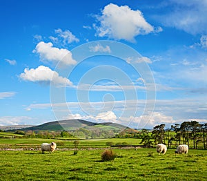 The typically English countryside landscape with sheep pasturing on green grass, Lake District National Park, Cumbria, England, UK photo