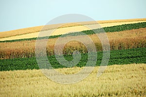 Typically farmland landscape Vojvodina