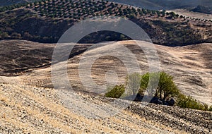 Typicsl Andalucian landscape