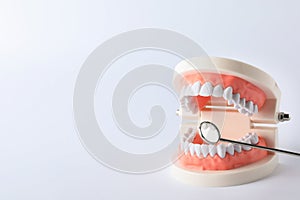 Typodont teeth and dentist mirror on white background