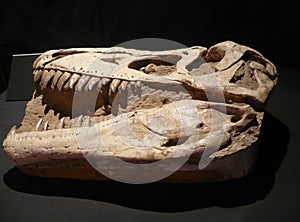 The Tyrannosaurus - cast of the braincase