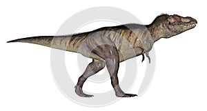 Tyrannosaurus dinosaur