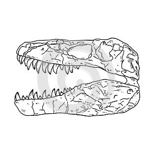 Tyrannosaurus fossilized skull hand drawn sketch image. Carnivorous reptile dinosaur fossil illustration drawing. Vector stock