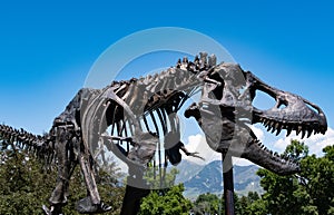 Tyrannosaurus rex at the Museum of the Rockies in Bozeman, Montana, USA