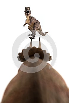 Tyrannosaurus rex fighting versus triceratops on white background