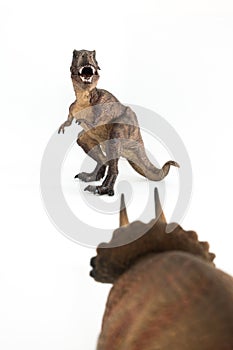 Tyrannosaurus rex fighting versus triceratops on white background