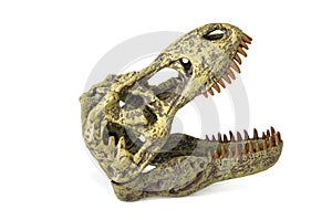 Tyrannosaurus rex`s skull with big teeth on white background