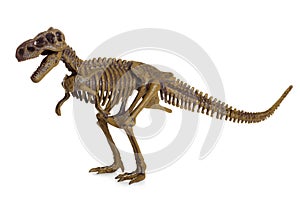 Tyrannosaurus Rex Skeleton