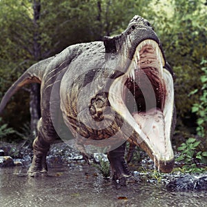 A Tyrannosaurus Rex standing in water with an aggressive stance and a woods background. photo