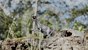 Tyrannosaurus-rex or T-rex, dinosaur in attack mode perched on a cliff