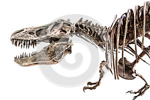 Tyrannosaurus Rex T-Rex Dinosaur Skeleton