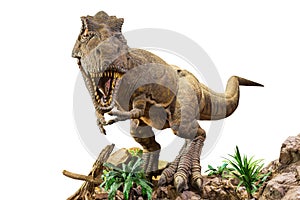 Tyrannosaurus rex . T-rex is walking , growling and open mouth on rock . White isolated background . Embedded clipping paths