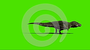 Tyrannosaurus rex Walking on Green Screen