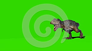 Tyrannosaurus rex Walking on Green Screen