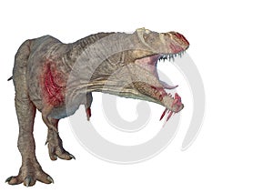 Tyrannosaurus rex in white background