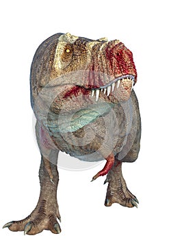 Tyrannosaurus rex in white background