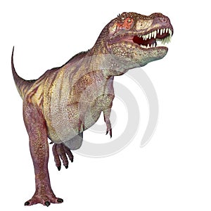 Tyrannosaurus rex in white background