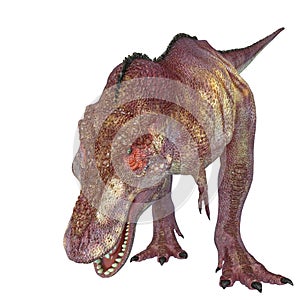 Tyrannosaurus rex in white background