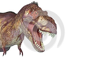 Tyrannosaurus rex in white background