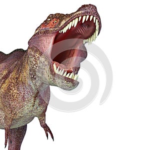 Tyrannosaurus rex in white background