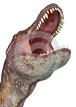 Tyrannosaurus rex in white background