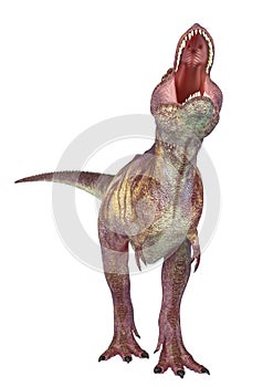 Tyrannosaurus rex in white background