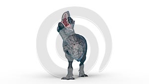 Tyrannosaurus rex on white background