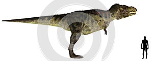 Tyrannosaurus Size Comparison