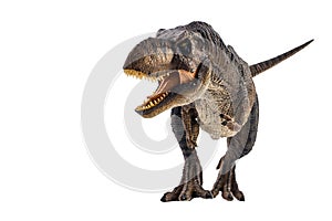 Tyrannosaurus T-rex ,dinosaur on white background photo