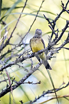 Tyrannus melancholicus on the branches of a tree photo