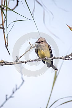 Tyrannus melancholicus on the branches of a tree photo