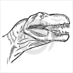 Tyranosaurus Rex head photo