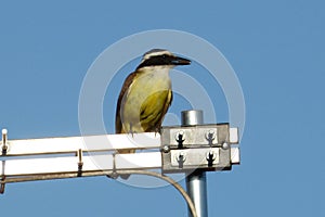 A Tyrant Flycatcher (Tyrannidae) perched on a metal structure with the sky in the background. photo